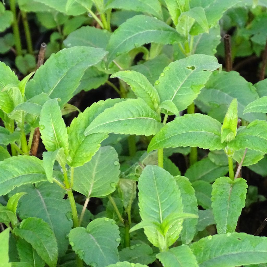 Monarda Beauty of Cobham - Monarda