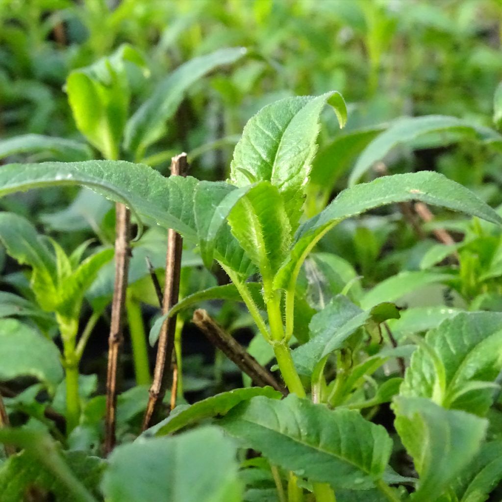 Monarda Beauty of Cobham - Monarda
