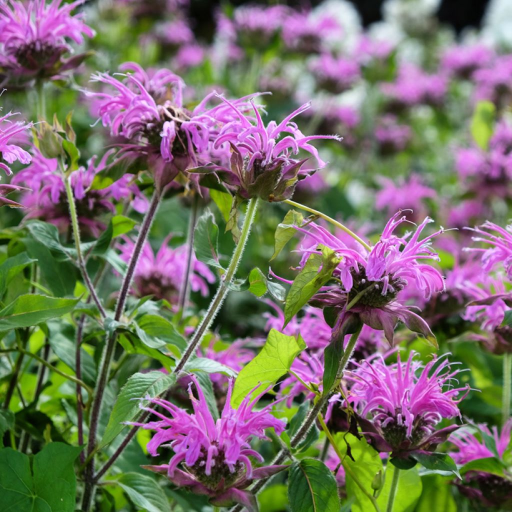 Monarda Blaustrumpf - Monarda