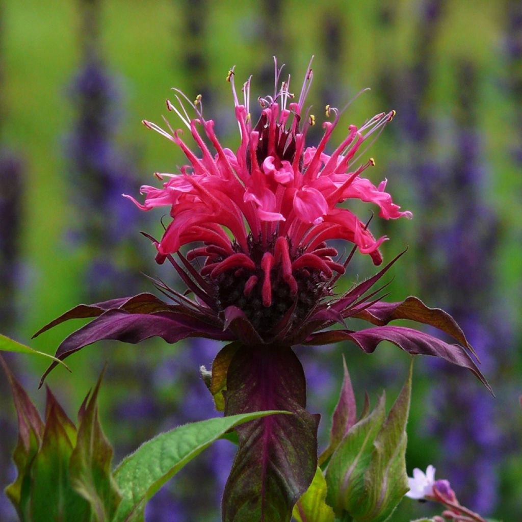Monarda Scorpion