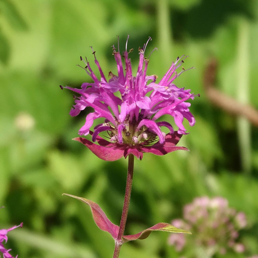 Monarda fistulosa subsp.menthifolia - Monarda