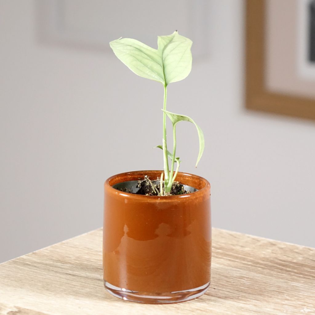 Monstera Amydrium medium Silver