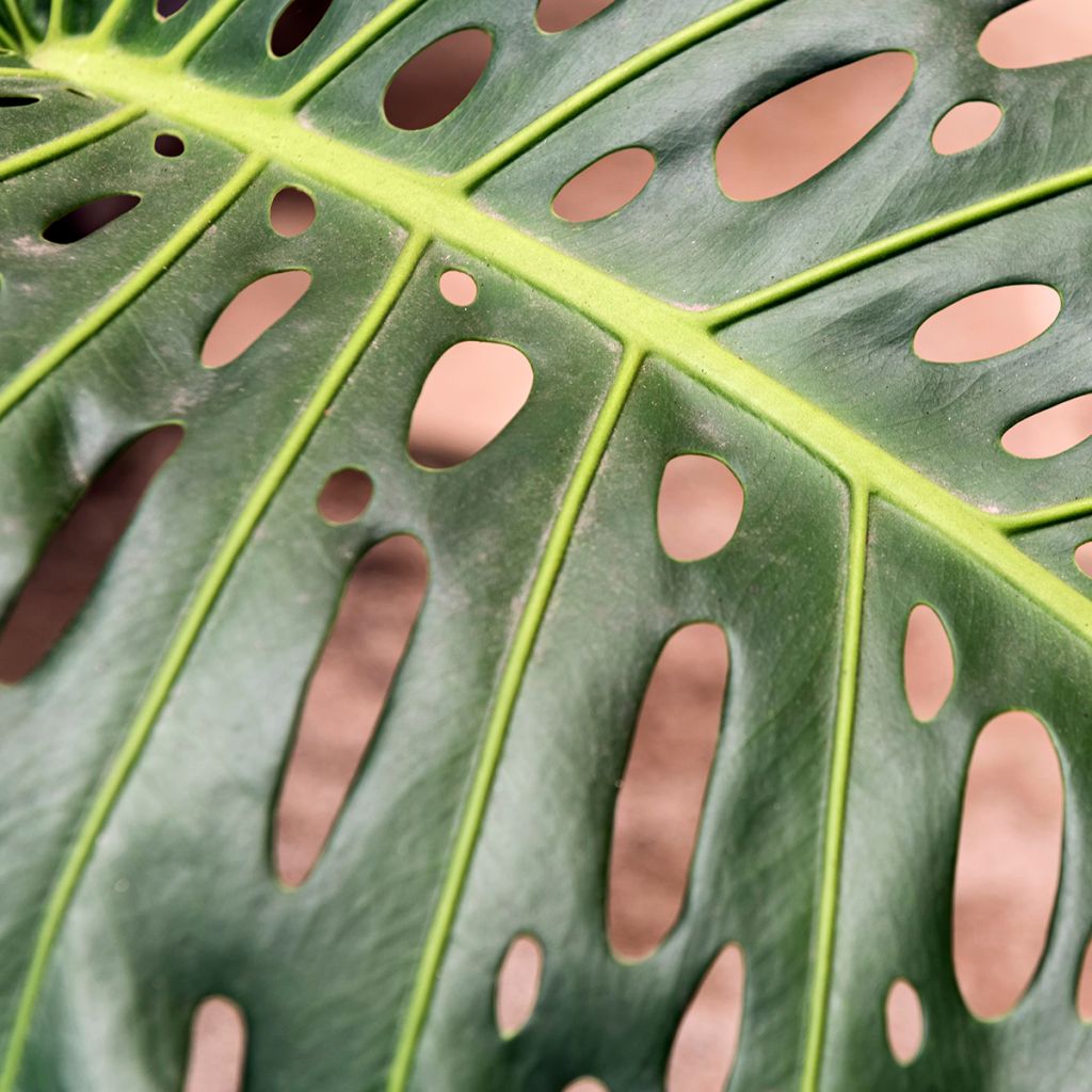 Monstera deliciosa
