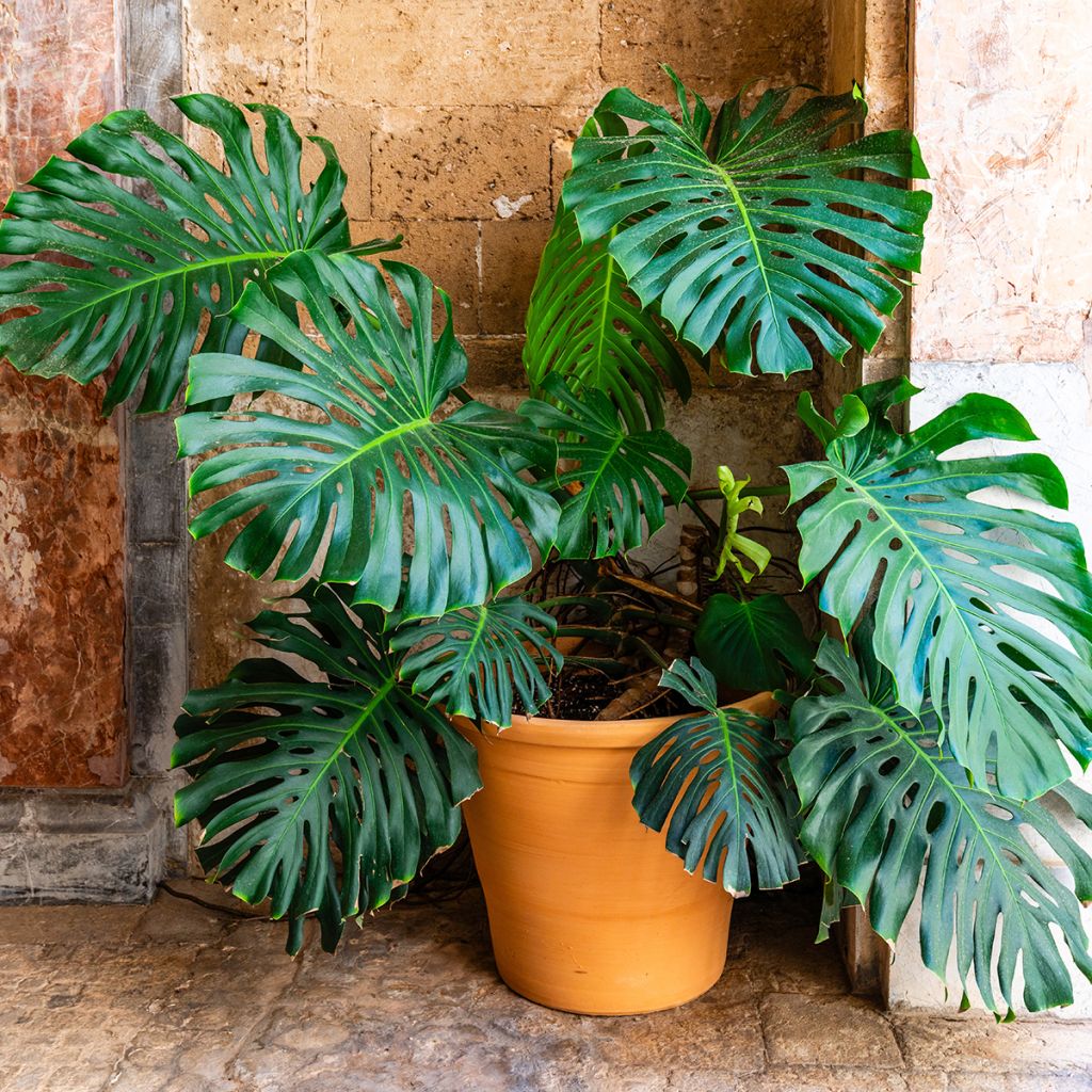 Monstera deliciosa