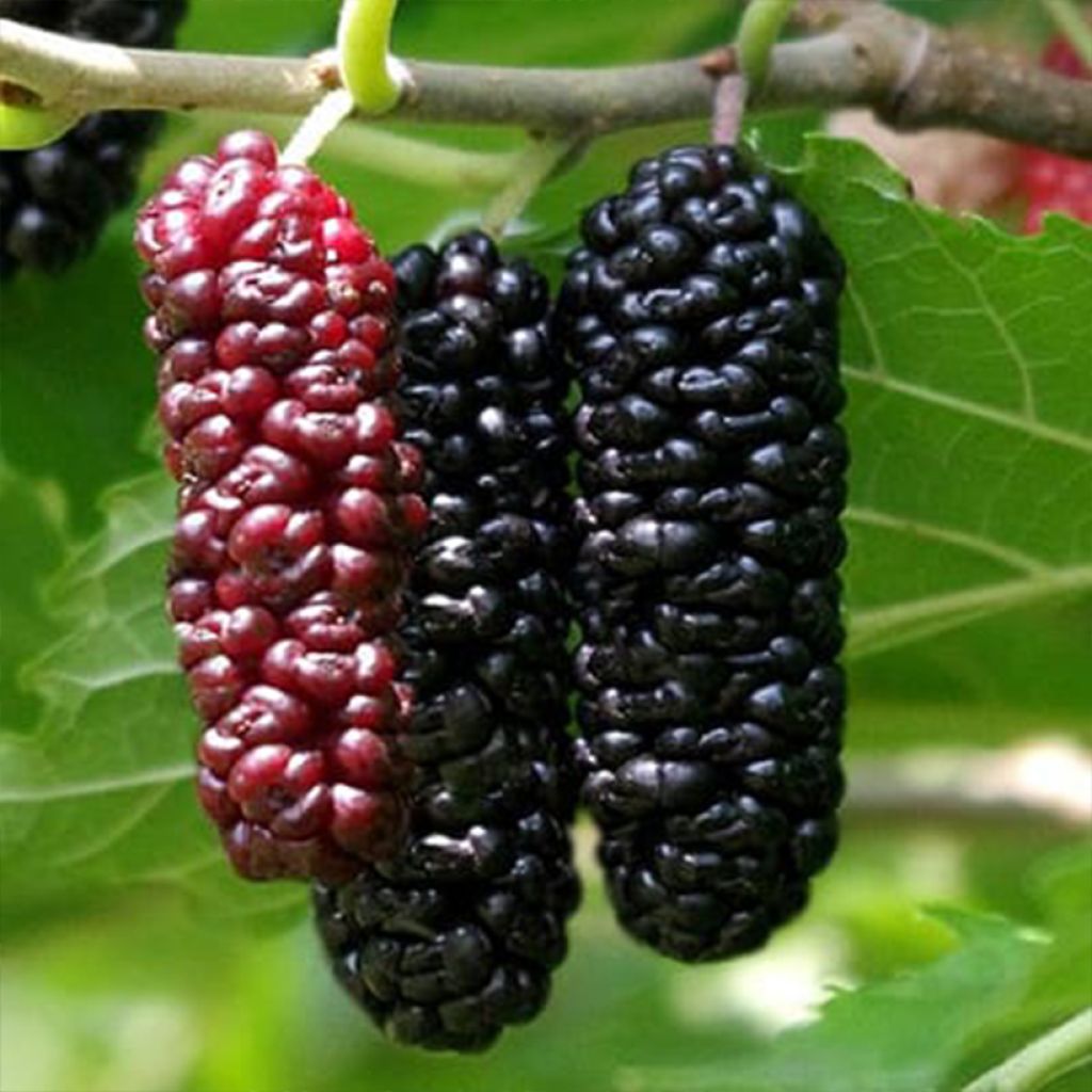 Morus Everbearing - Gelso