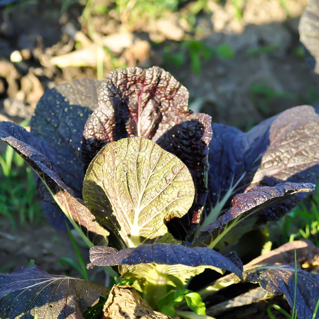 Senape rossa Red Giant Bio - Ferme de Sainte Marthe