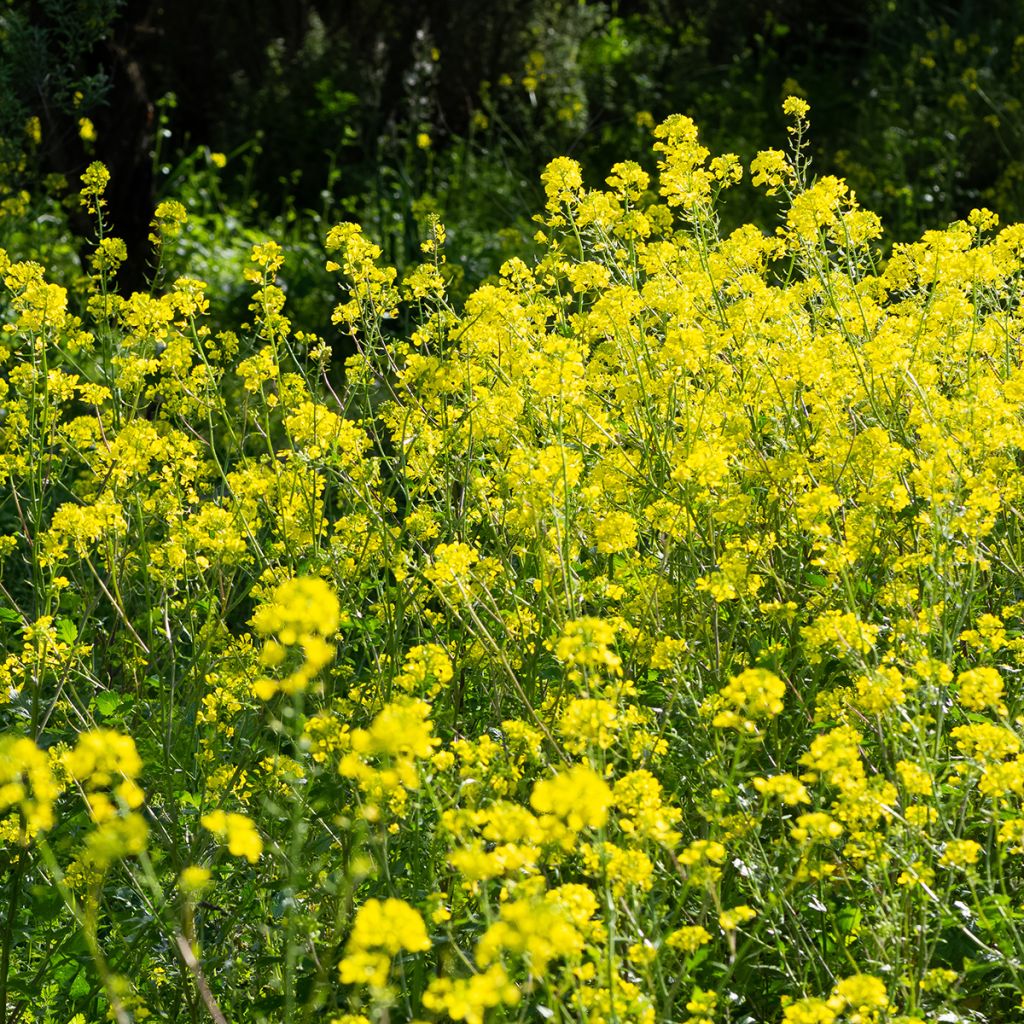 Sinapis alba - Senape bianca (sovescio)