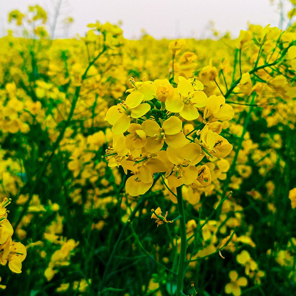 Sinapis alba - Senape bianca (sovescio)