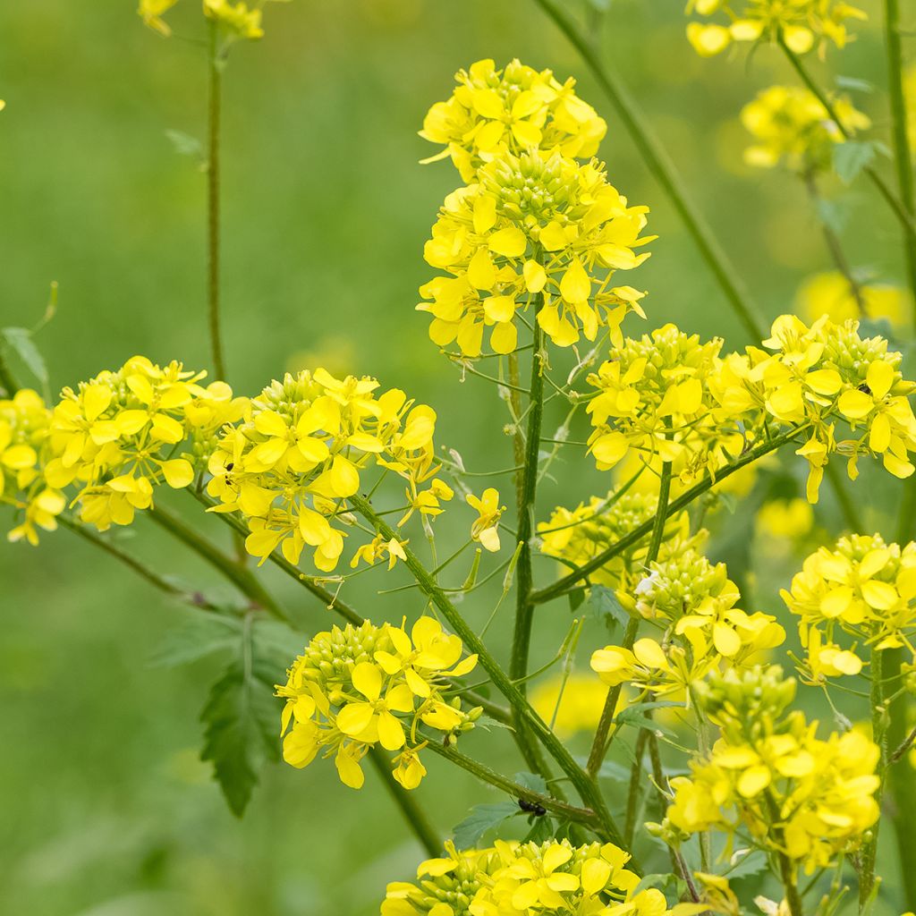 Sinapis alba - Senape bianca (sovescio)