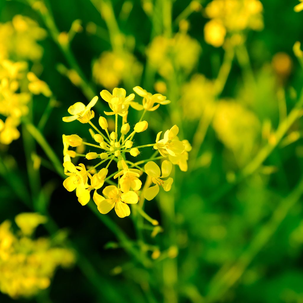 Sinapis alba - Senape bianca (sovescio)