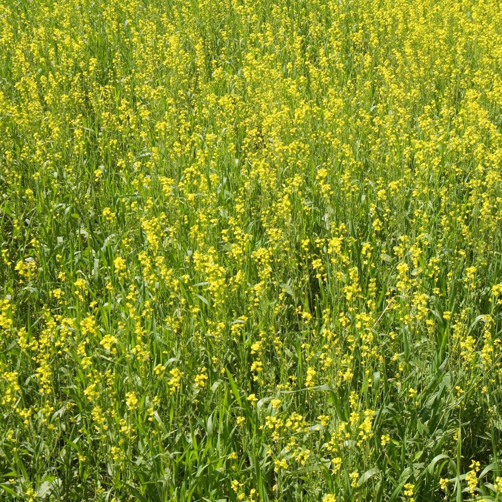 Sinapis alba BIO - Senape bianca (sovescio)