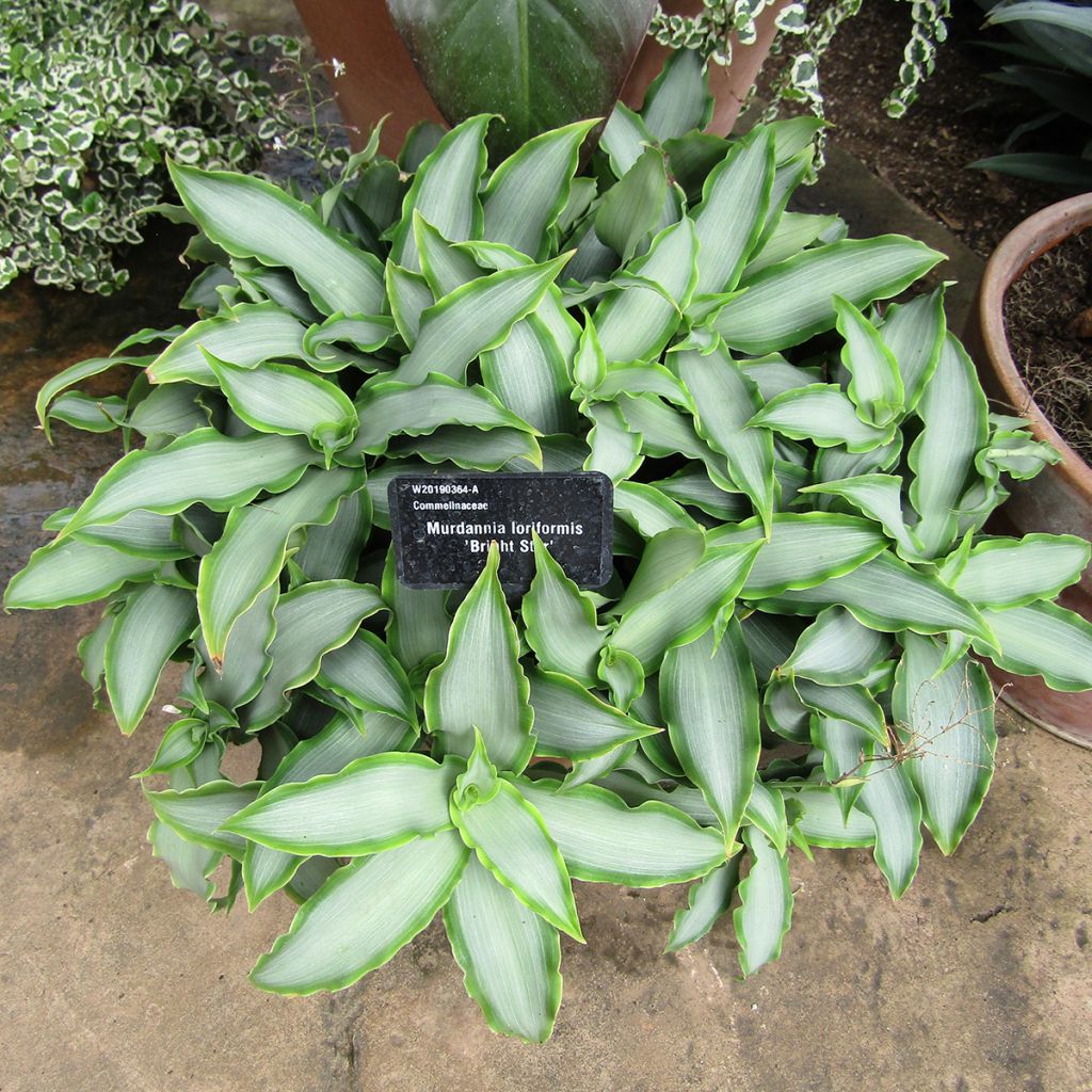 Murdannia Bright Star