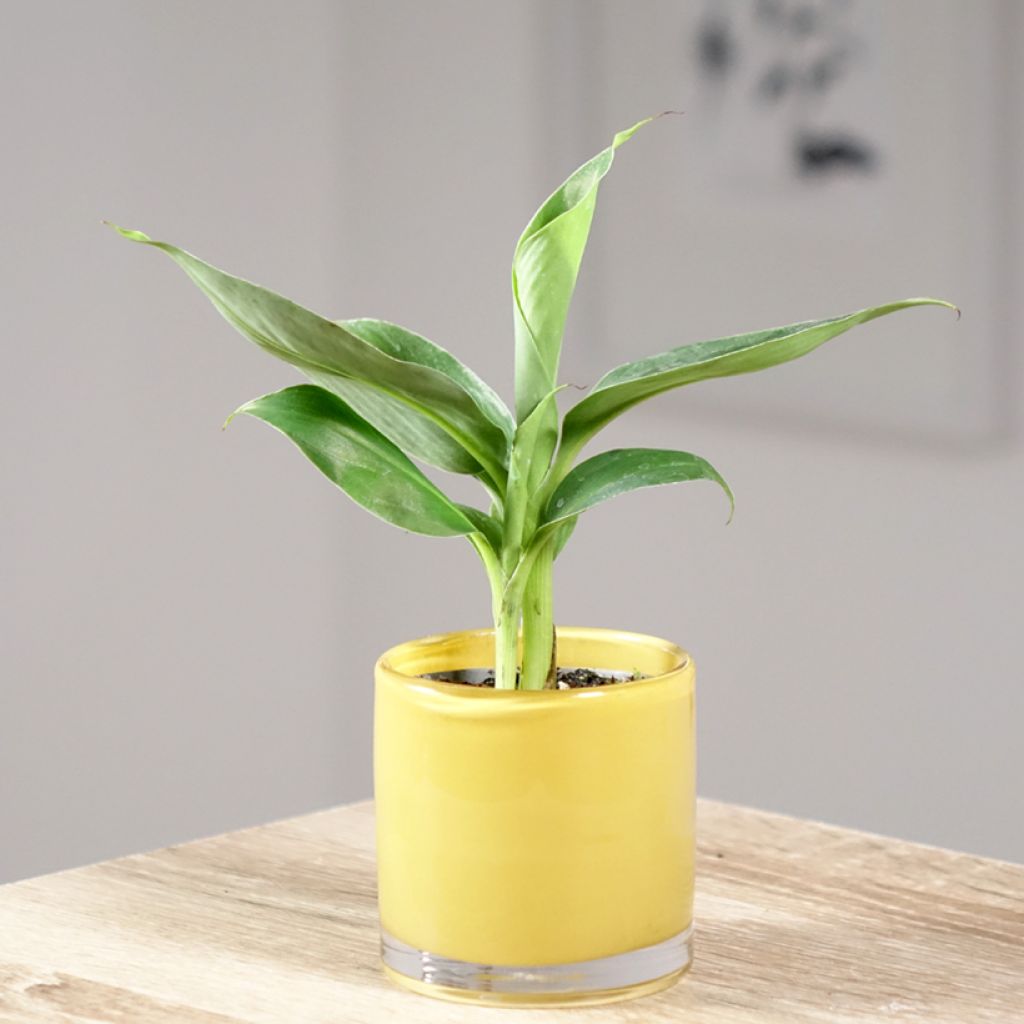 Musa acuminata - Banano