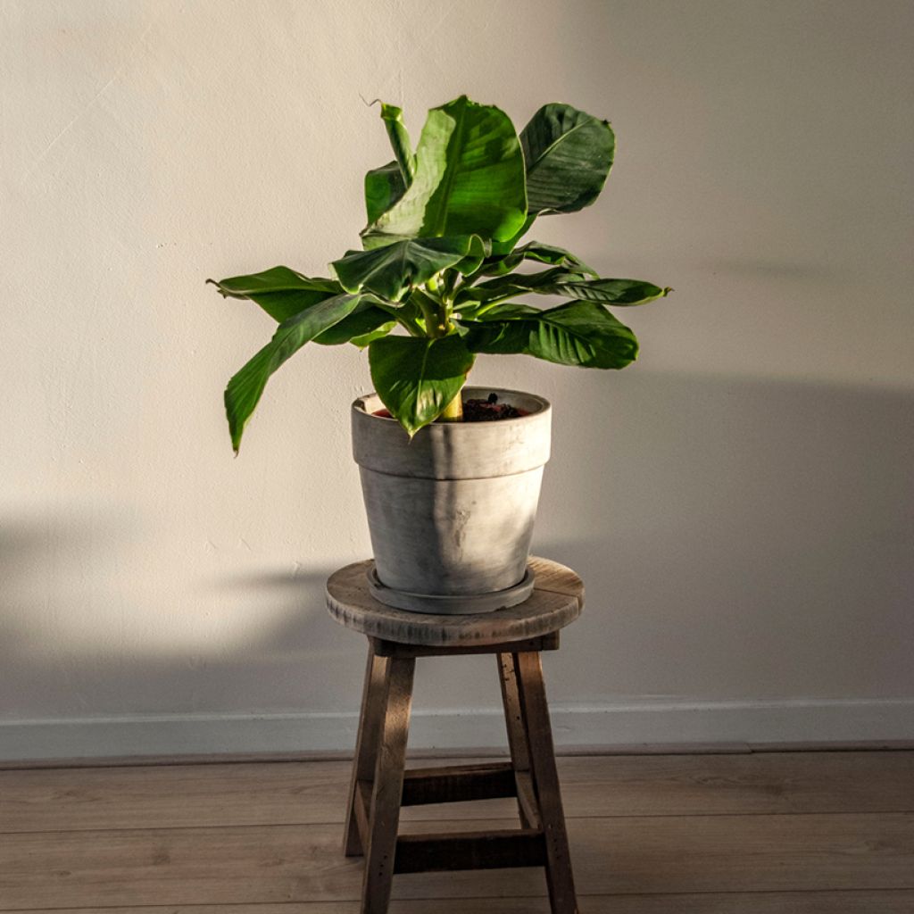 Musa acuminata - Banano