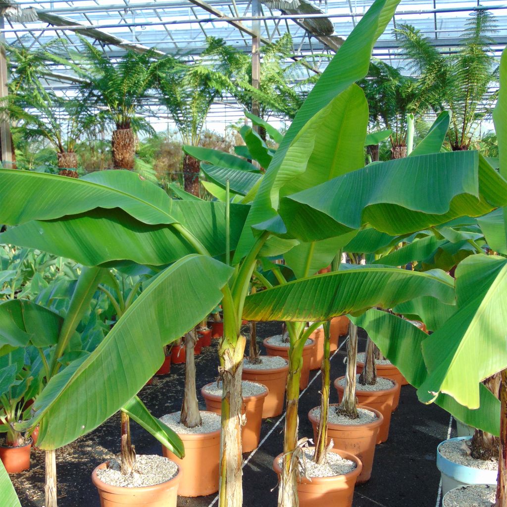 Musa basjoo - Banano giapponese