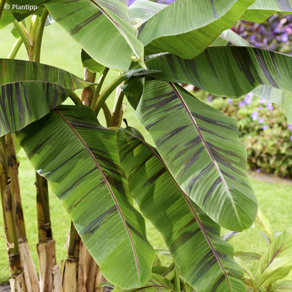 Musa sikkimensis Ever Red - Banano di Darjeeling