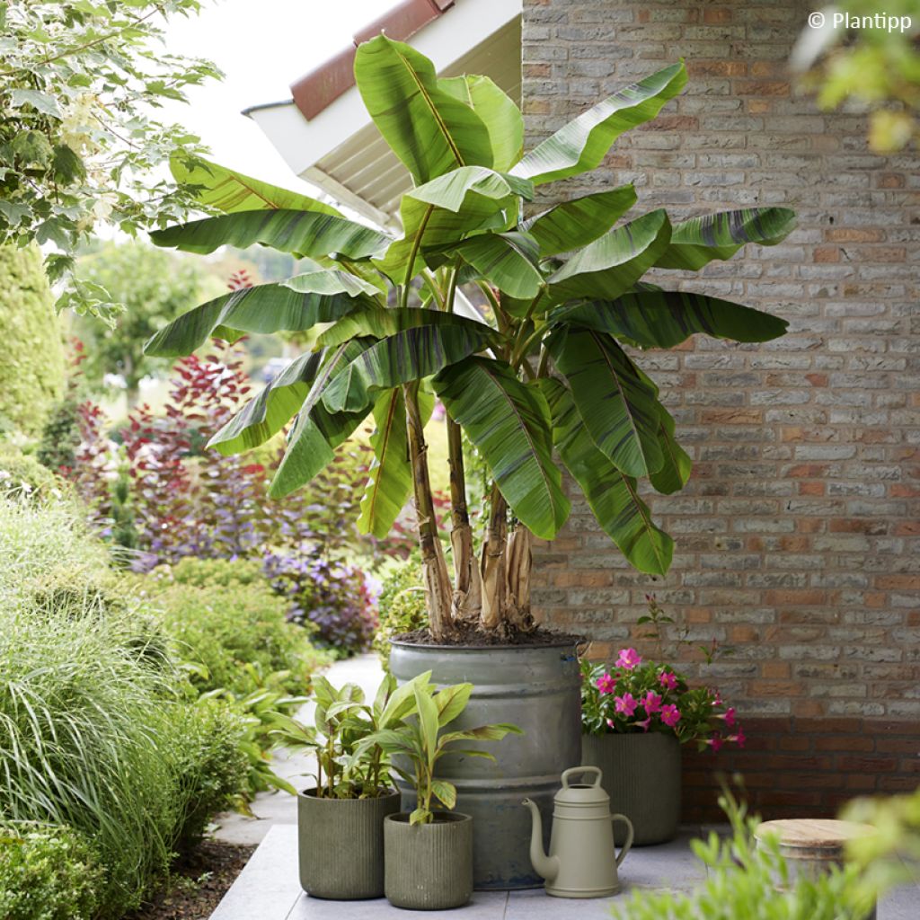 Musa sikkimensis Ever Red - Banano di Darjeeling