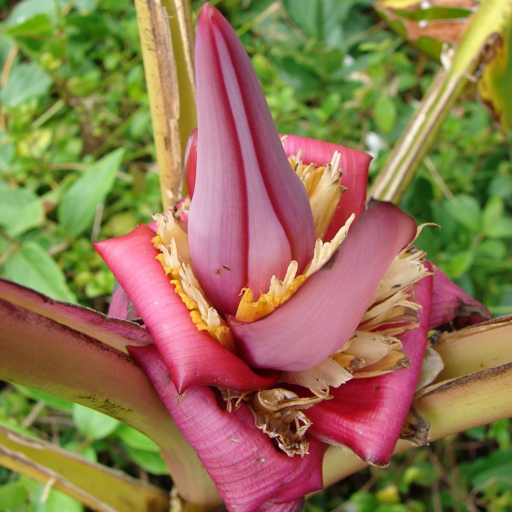 Musa velutina - Banano rosa