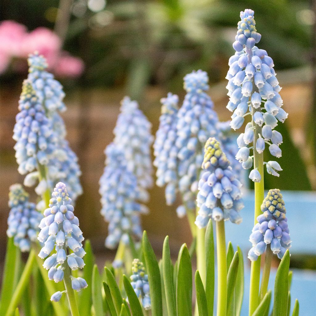 Muscari armeniacum Manon