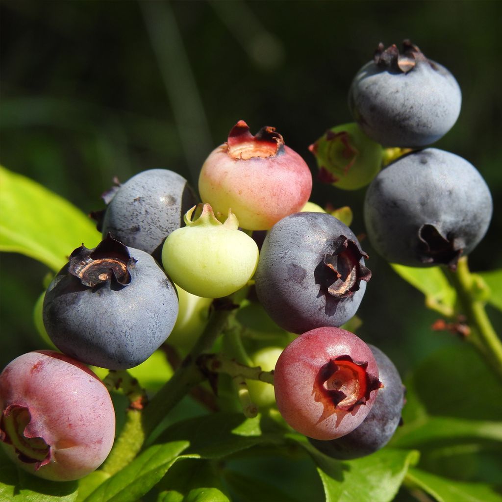Mirtillo gigante americano - Ivanhoe