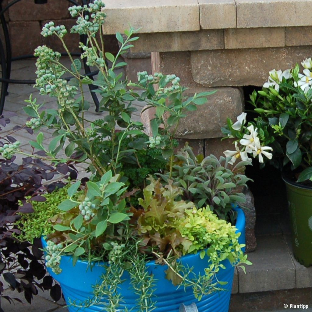 Mirtillo gigante americano - Cabernet Splash 'VacBri1'