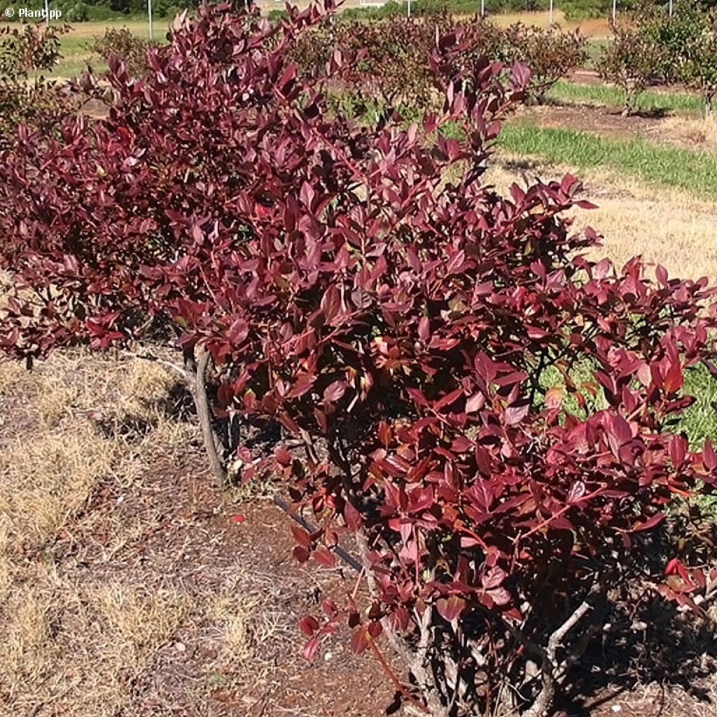 Mirtillo gigante americano - Cabernet Splash 'VacBri1'