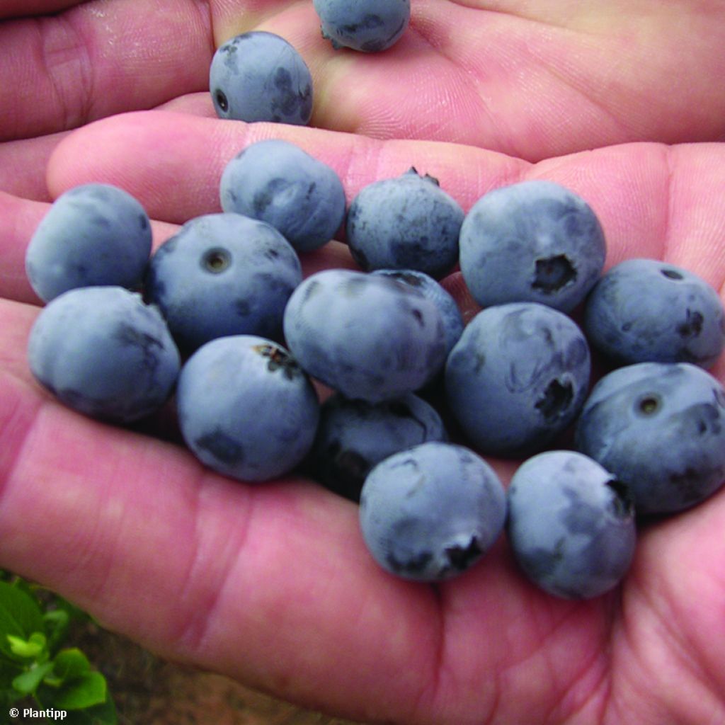 Mirtillo gigante americano - Cabernet Splash 'VacBri1'