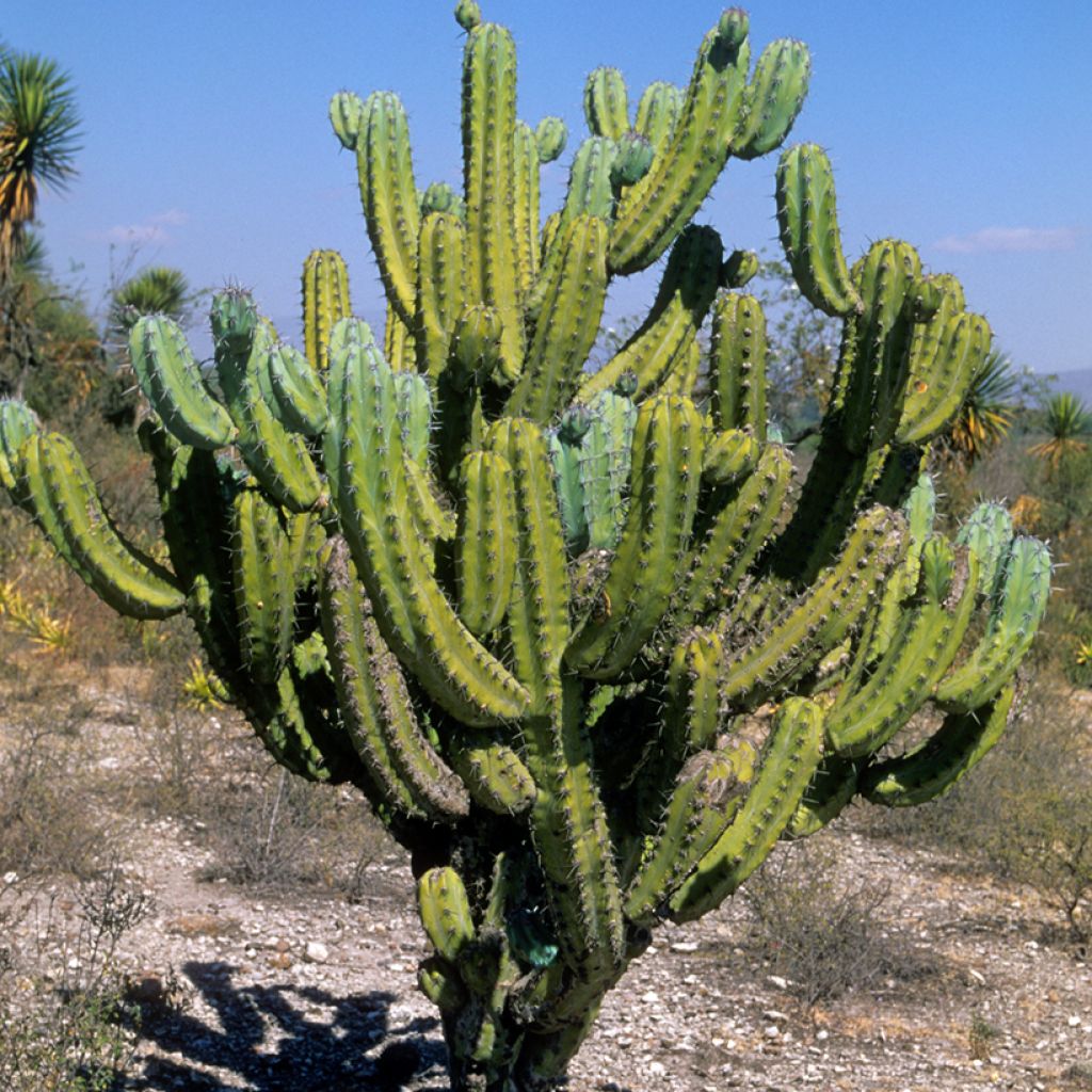 Myrtillocactus geometrizans