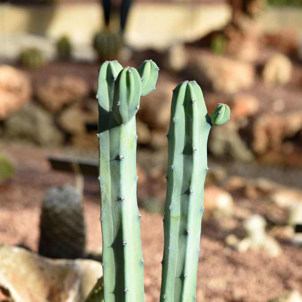 Myrtillocactus geometrizans