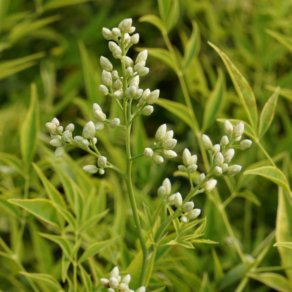 Nandina domestica Brightlight