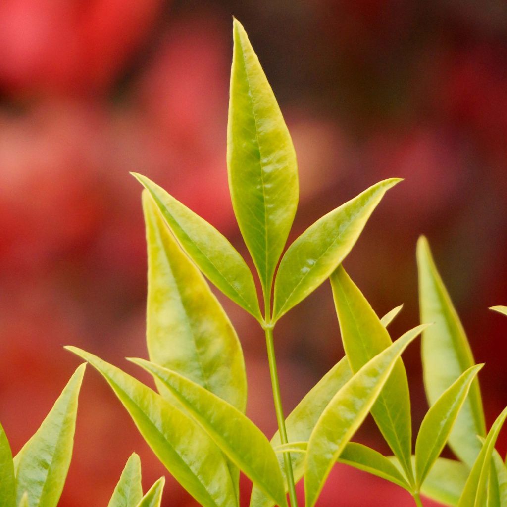 Nandina domestica Brightlight