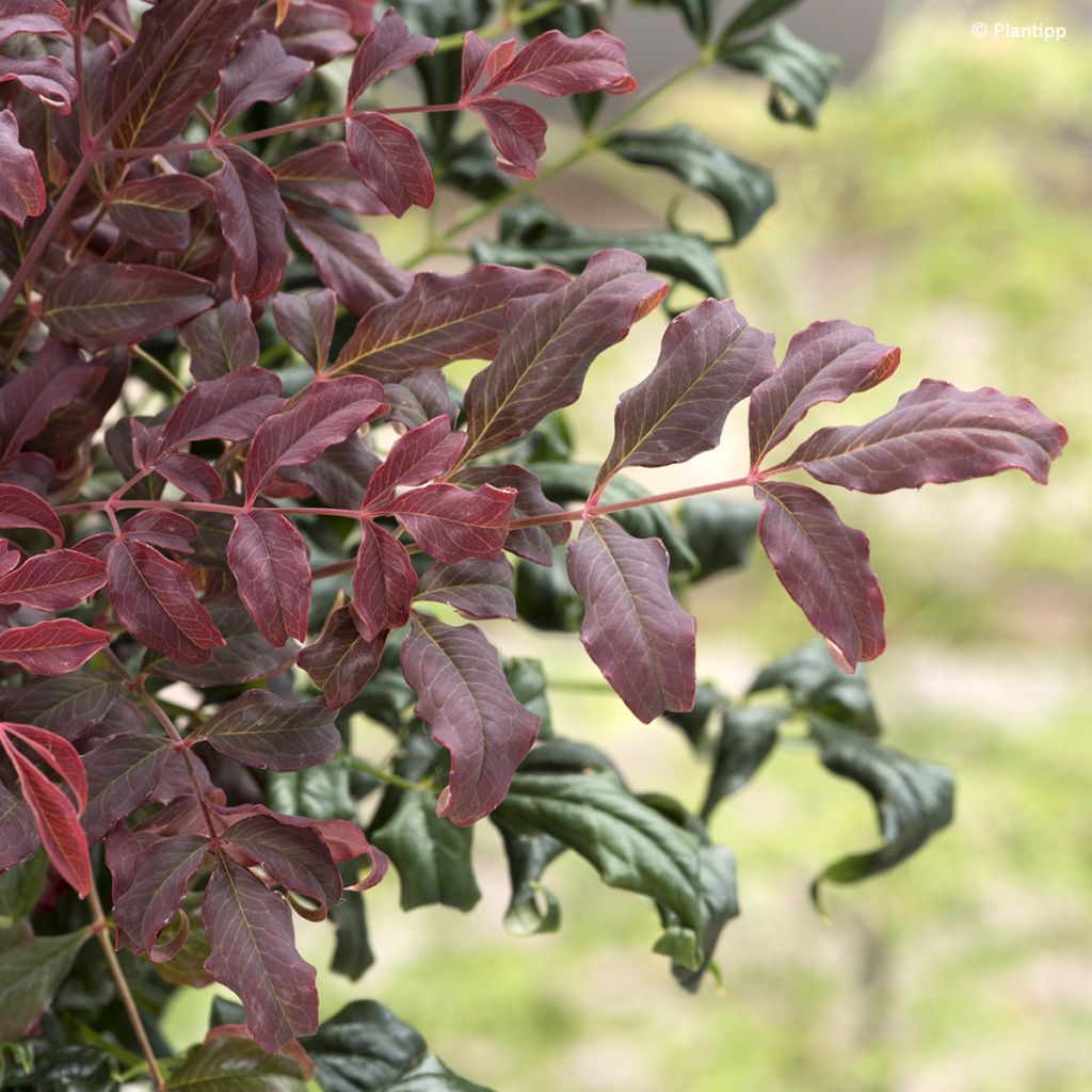 Nandina domestica Curly Obsessed
