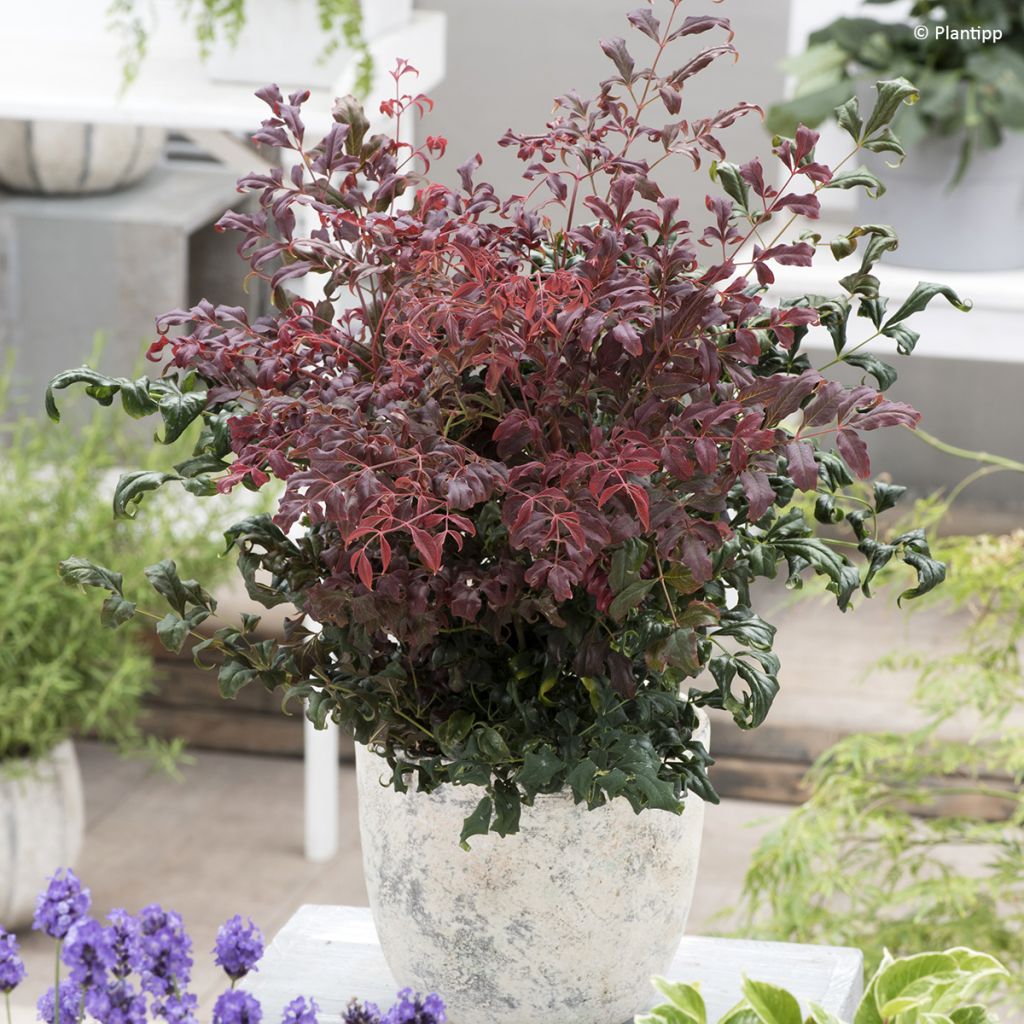 Nandina domestica Curly Obsessed
