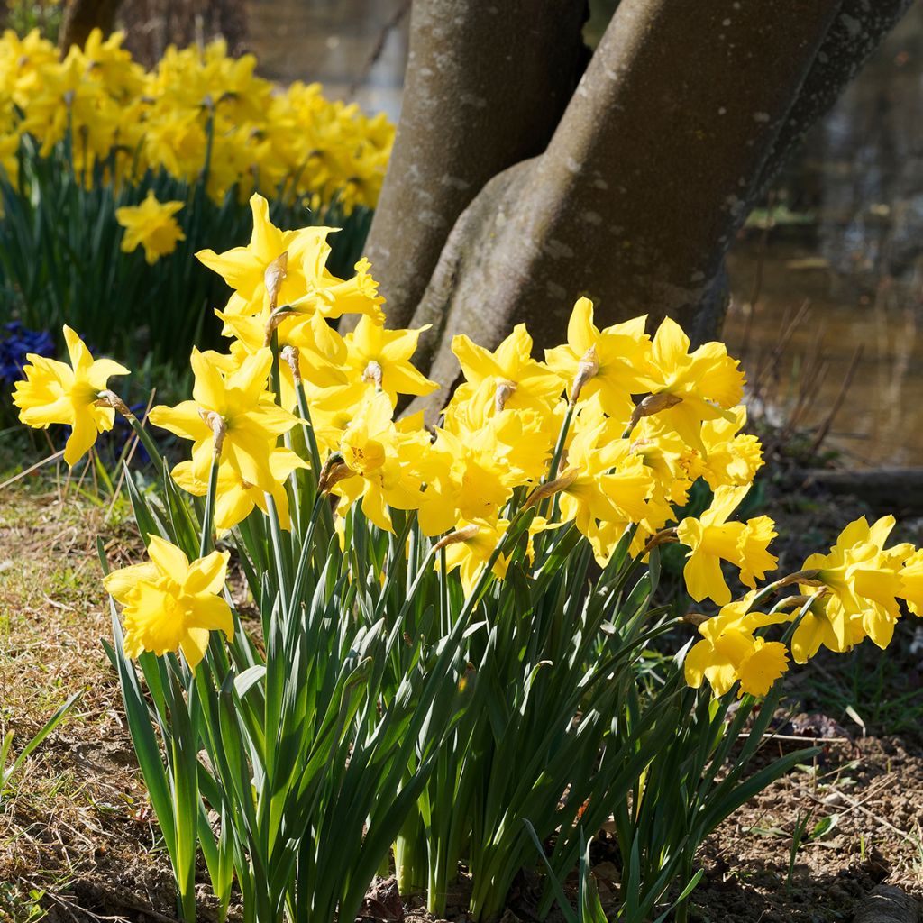 Narciso Dutch Master