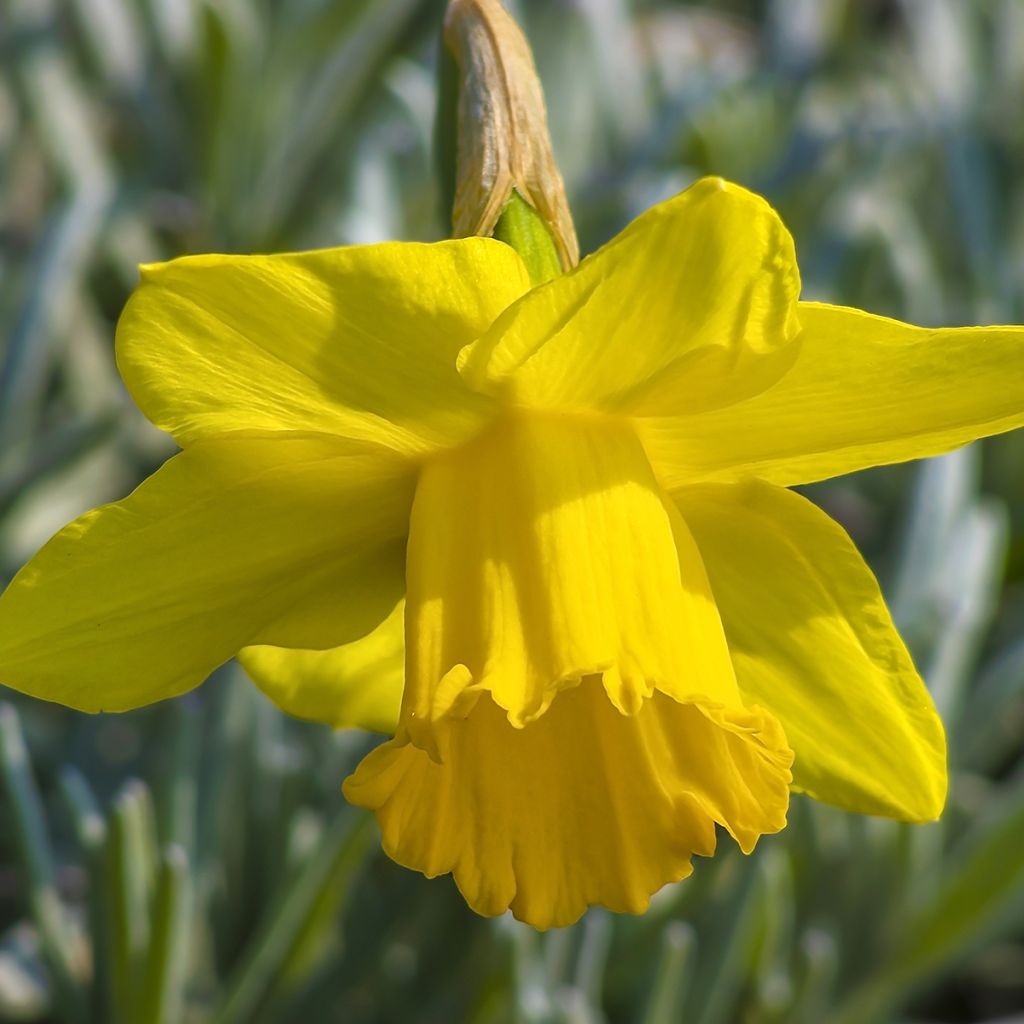 Narciso Dutch Master