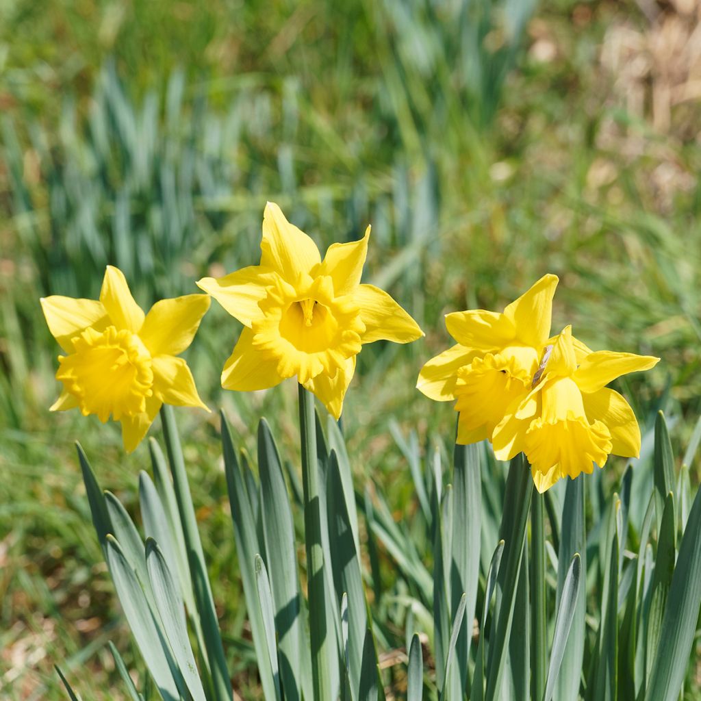 Narciso Dutch Master