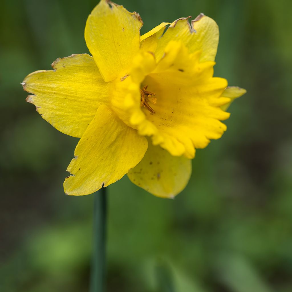 Narciso Dutch Master