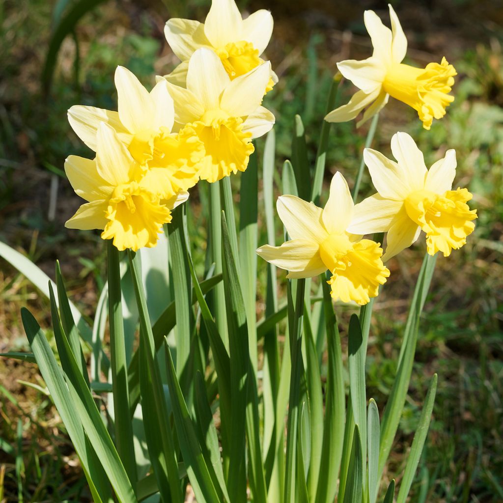 Narciso Dutch Master