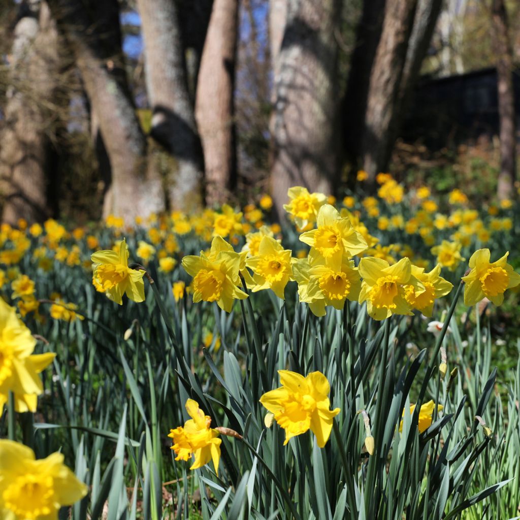 Narciso Dutch Master