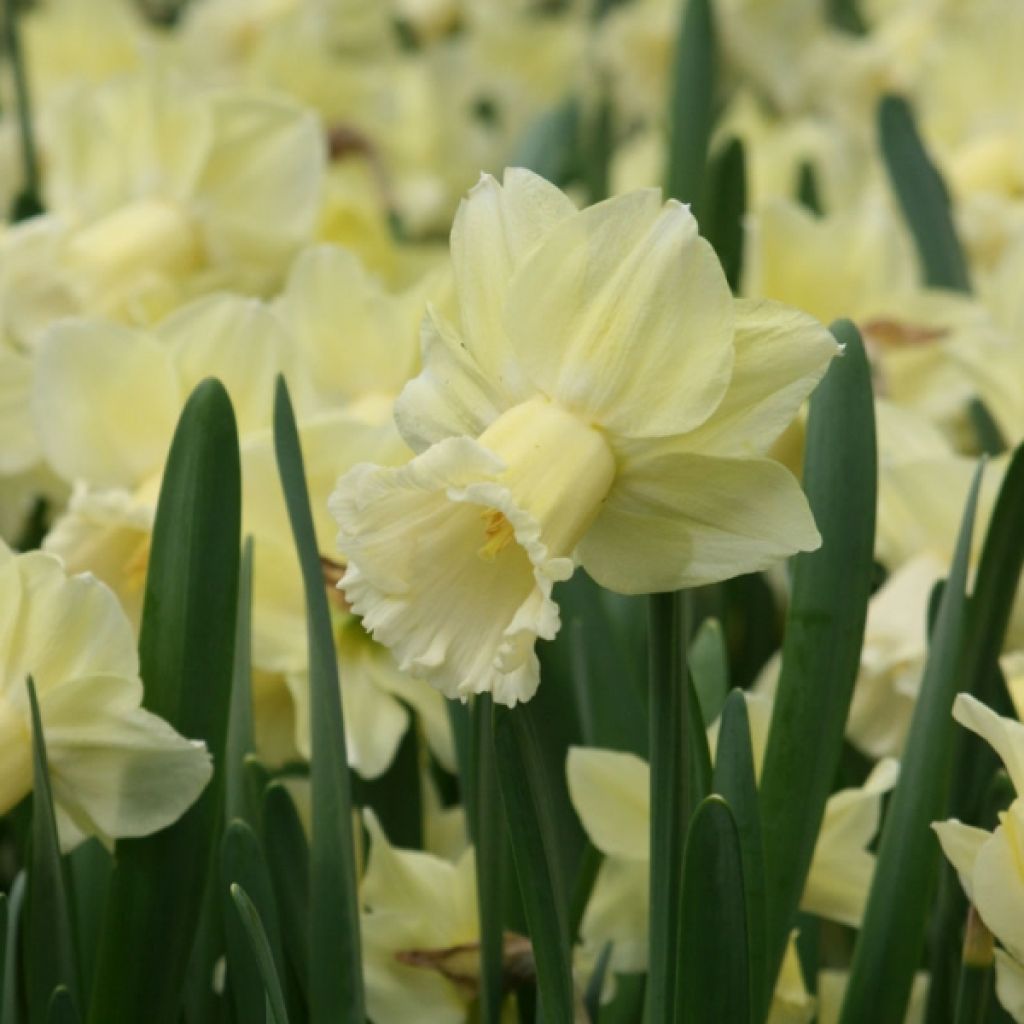 Narciso a tromba Galactic Star