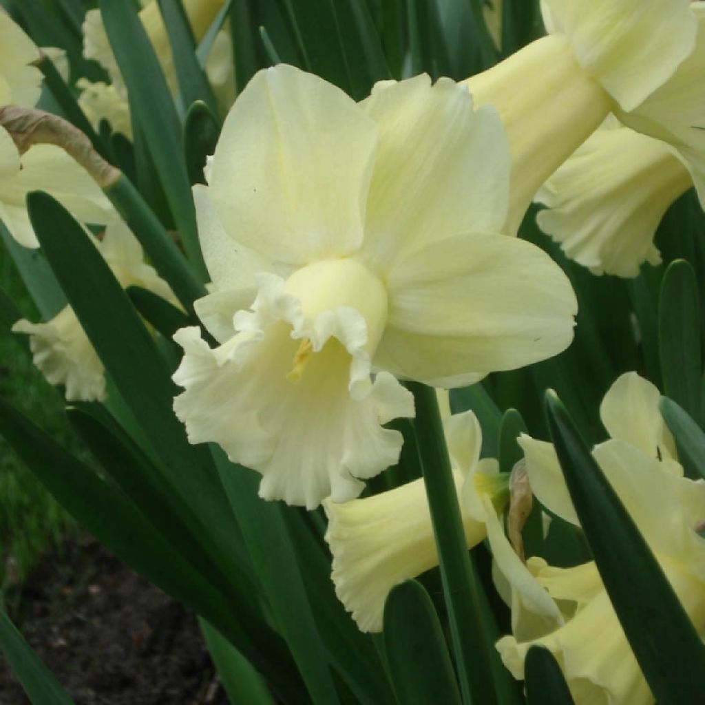 Narciso a tromba Galactic Star