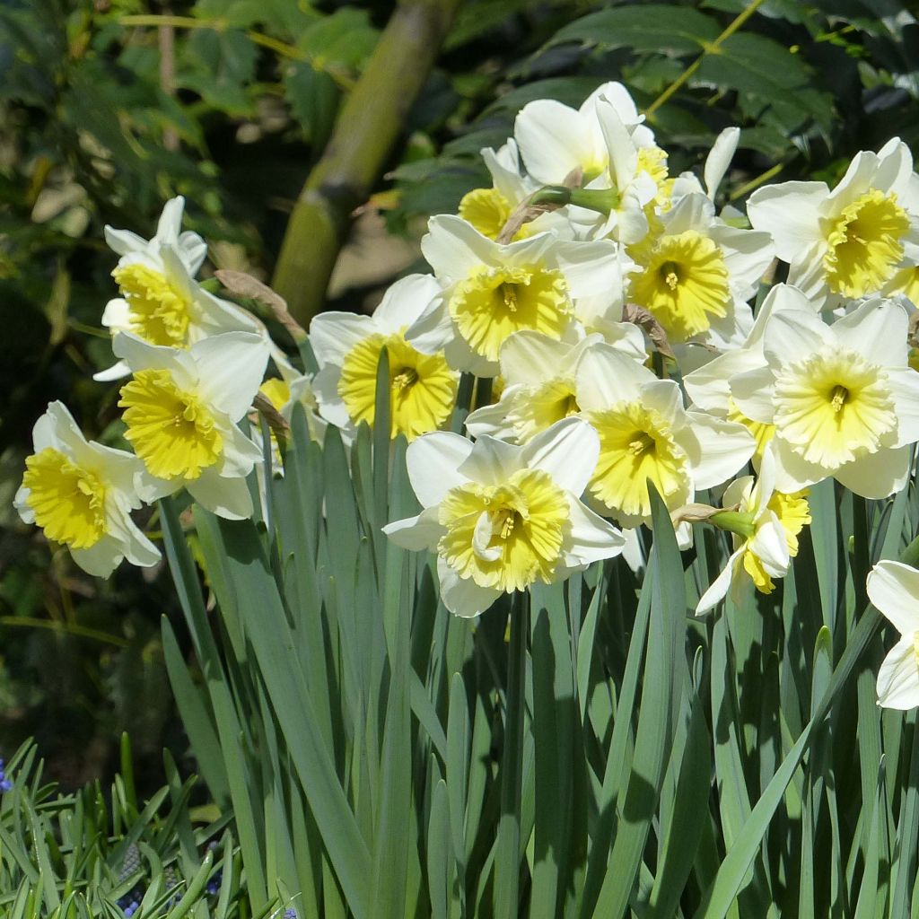 Narciso coronato Ice Follies