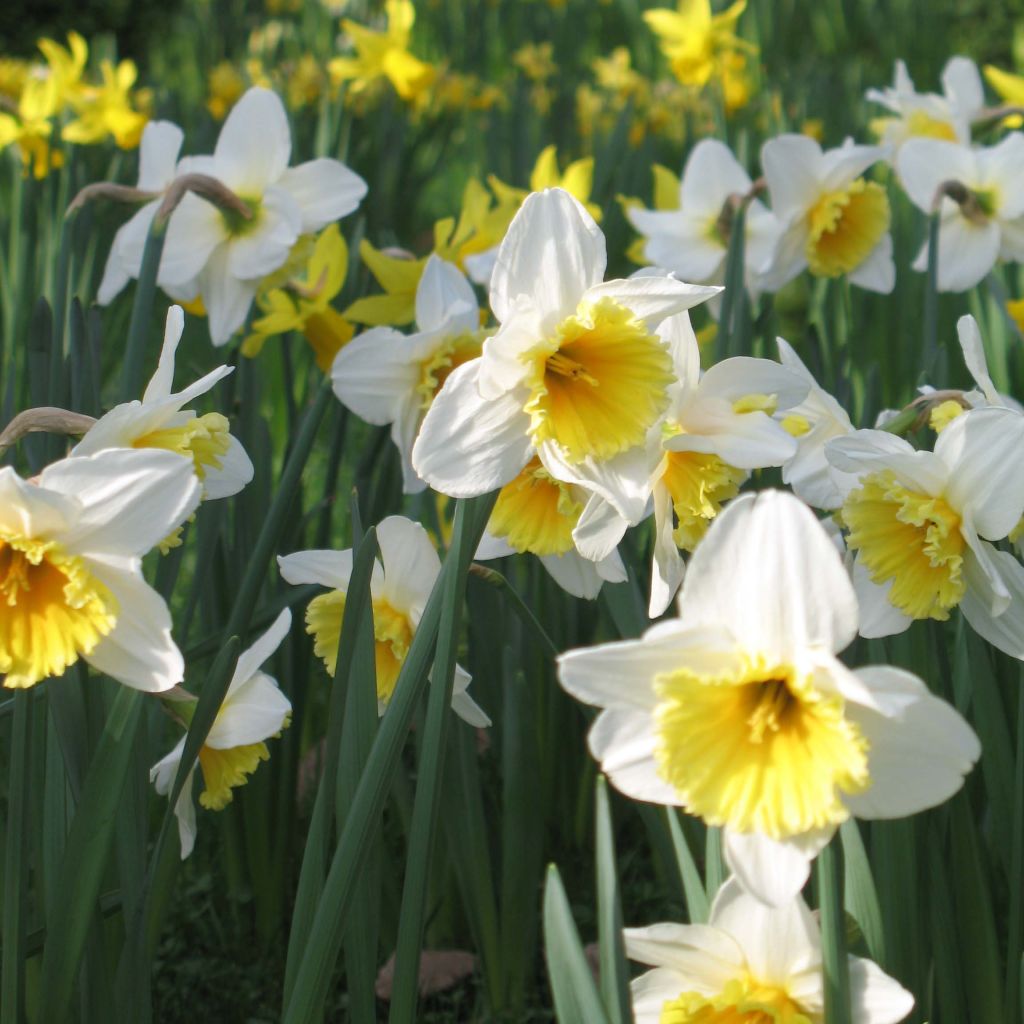 Narciso coronato Ice Follies