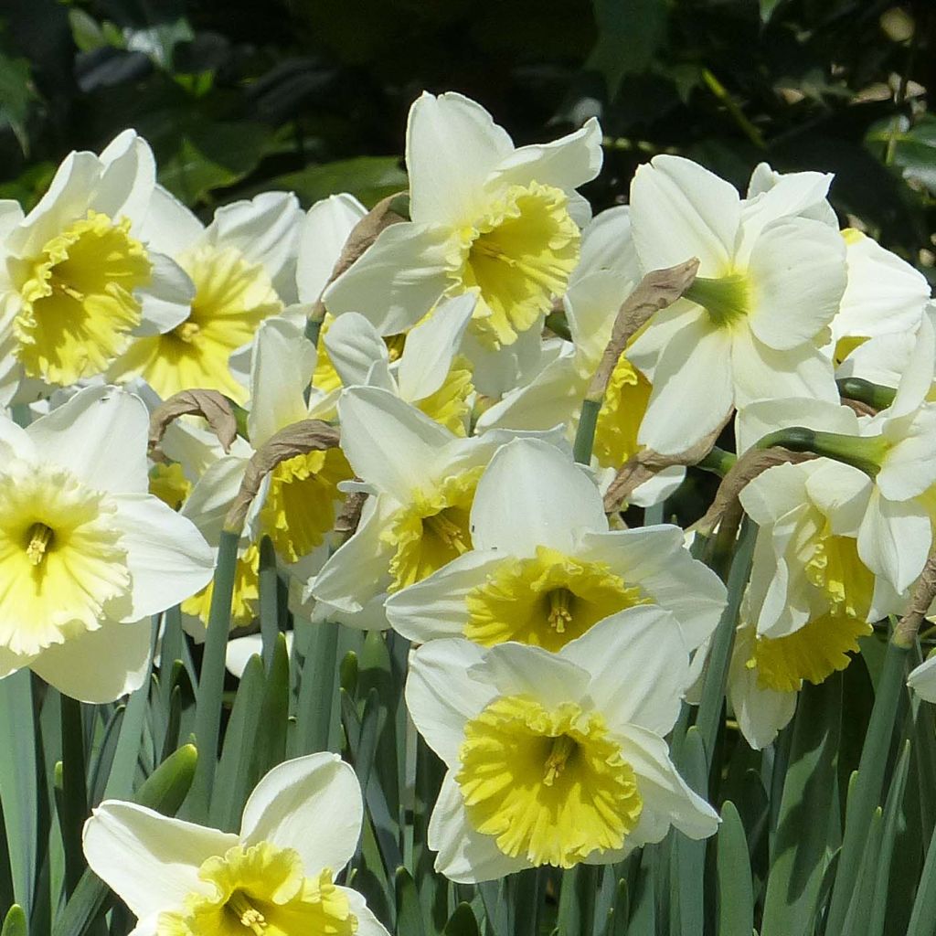 Narciso coronato Ice Follies