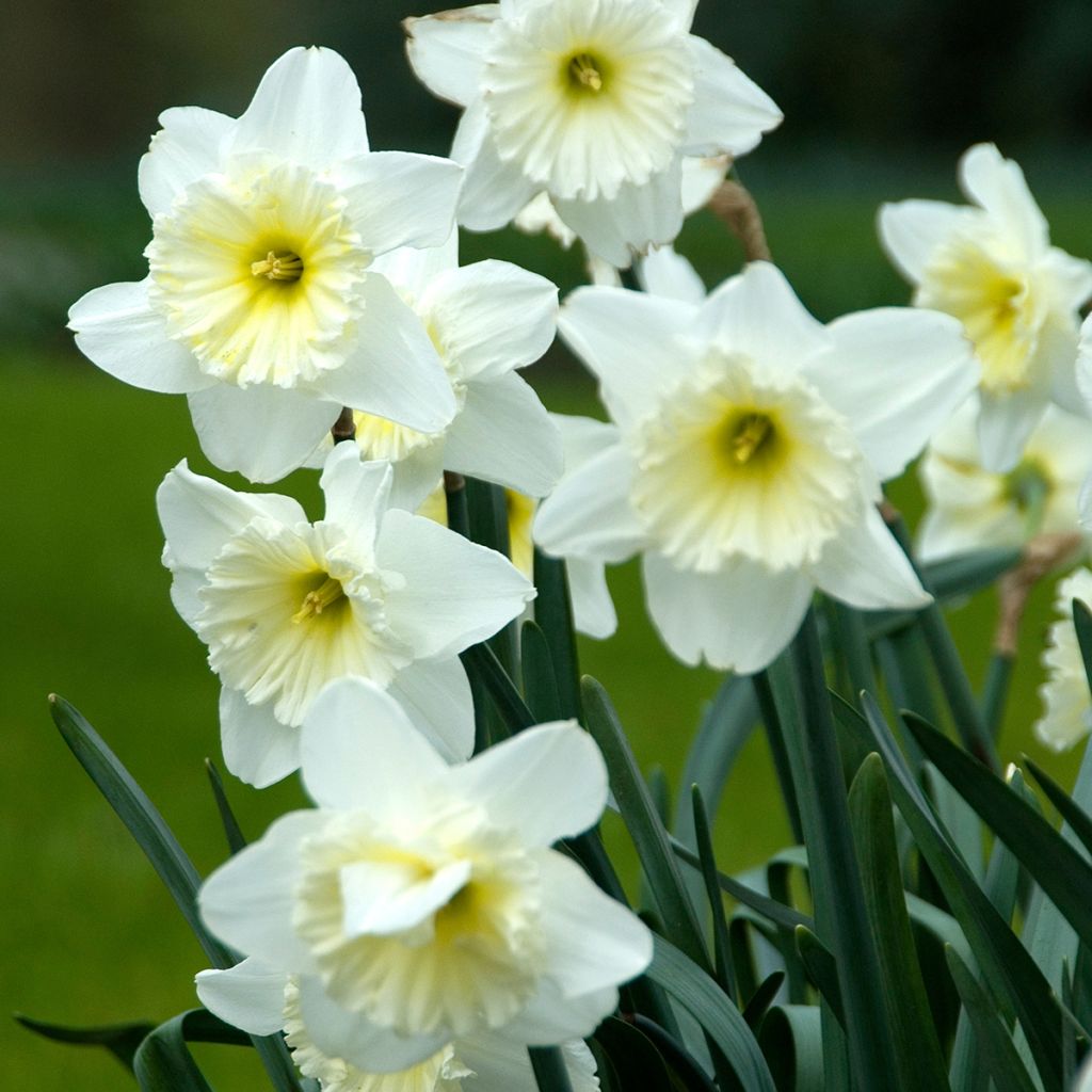 Narciso coronato Ice Follies