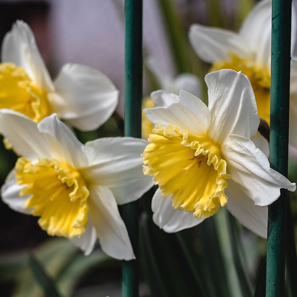 Narciso coronato Ice Follies