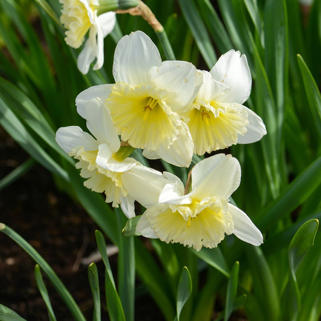 Narciso coronato Ice Follies