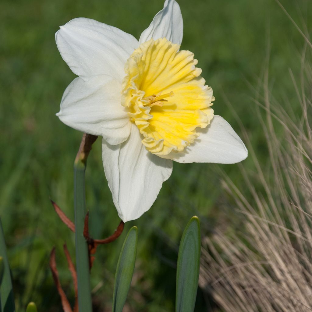 Narciso coronato Ice Follies