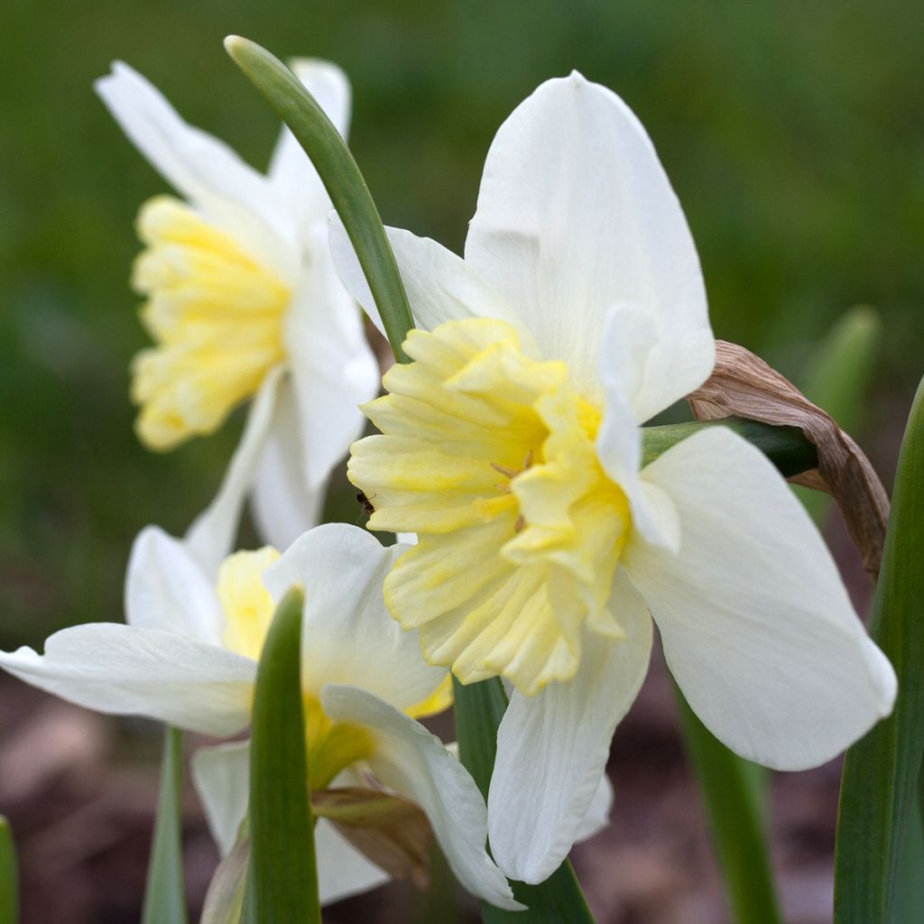 Narciso coronato Ice Follies