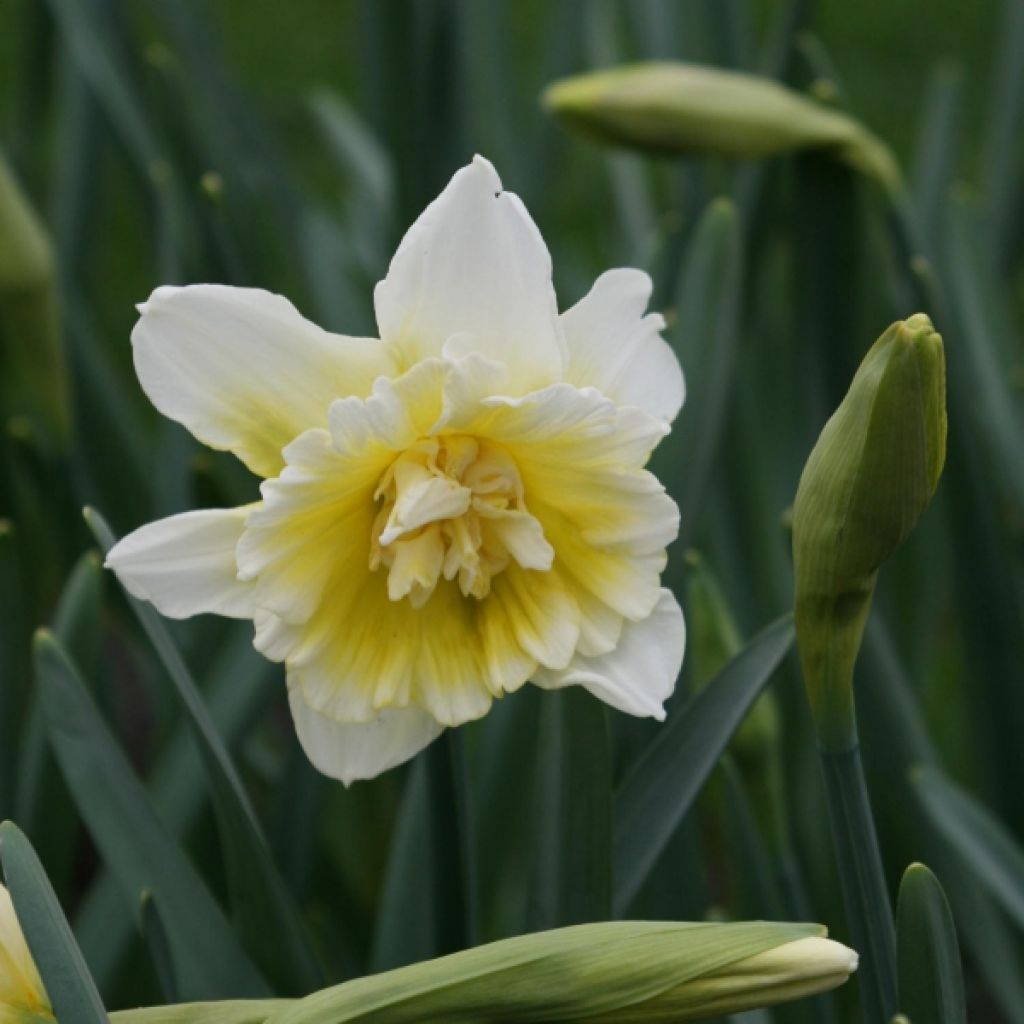 Narciso a fiore doppio Ice King